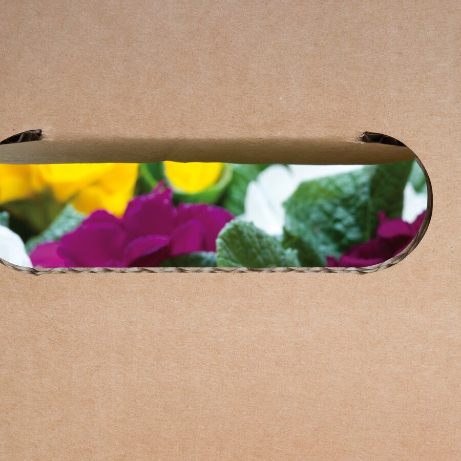 Versandkarton fr Pflanzen leicht und handlich tragen