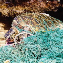 Schildkröte gefangen in Plastikmüll